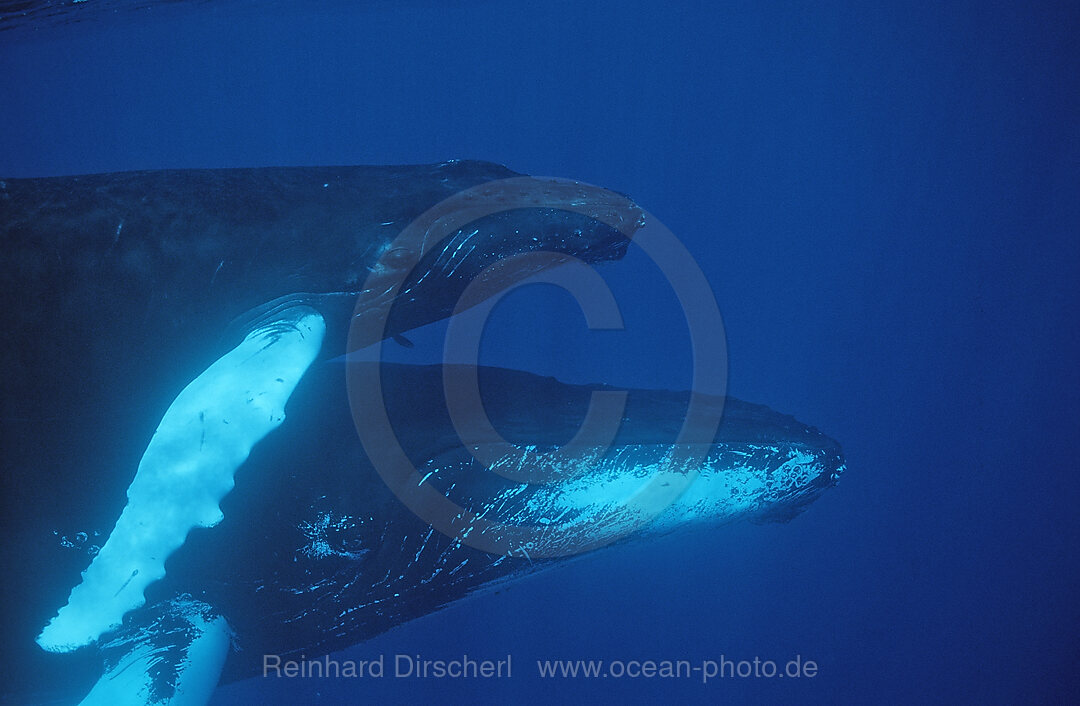 Humpback whale, mother and Calf