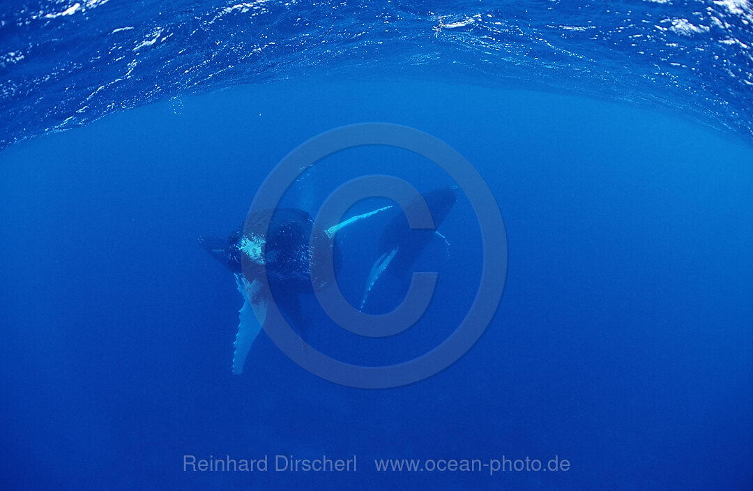 Humpback whale, mother and Calf