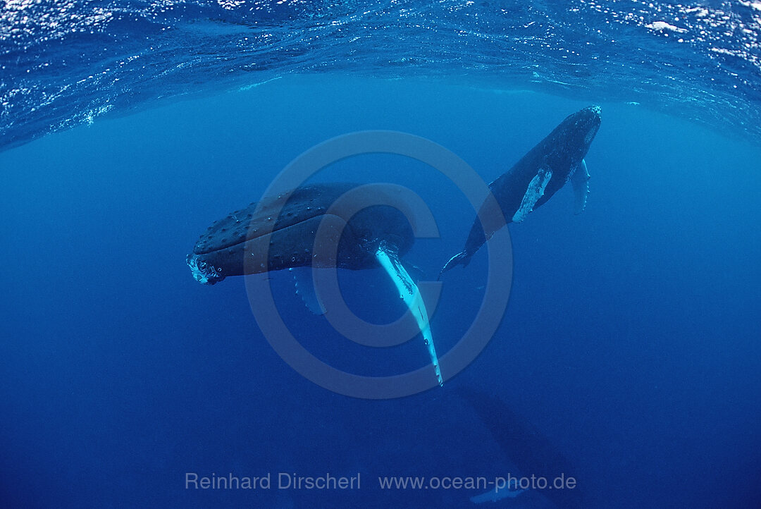 Humpback whale, mother and Calf