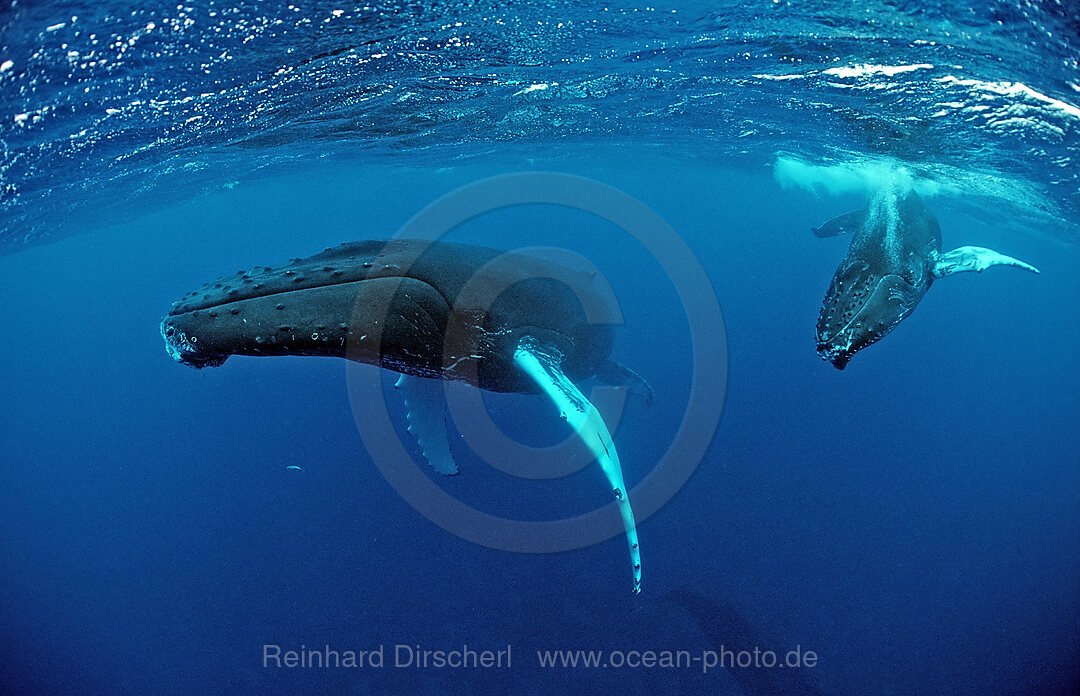 Buckelwal, Mutter und Kalb, Megaptera novaeangliae, Silverbanks, Karibisches Meer, Dominikanische Republik