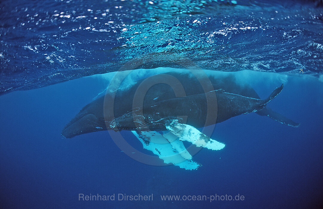 Buckelwal, Mutter und Kalb, Megaptera novaeangliae, Silverbanks, Karibisches Meer, Dominikanische Republik