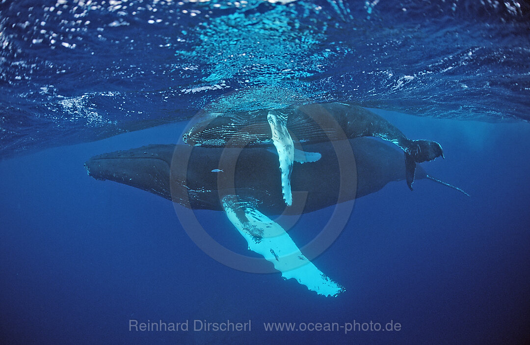 Humpback whale, mother and Calf