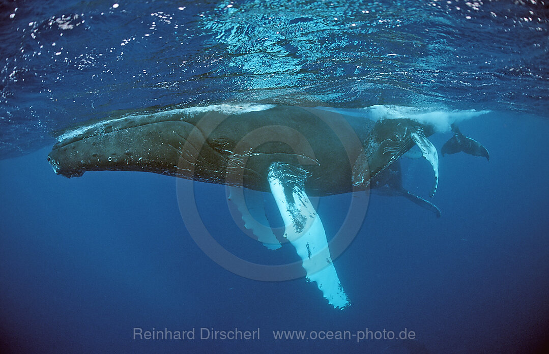 Buckelwal, Mutter und Kalb, Megaptera novaeangliae, Silverbanks, Karibisches Meer, Dominikanische Republik