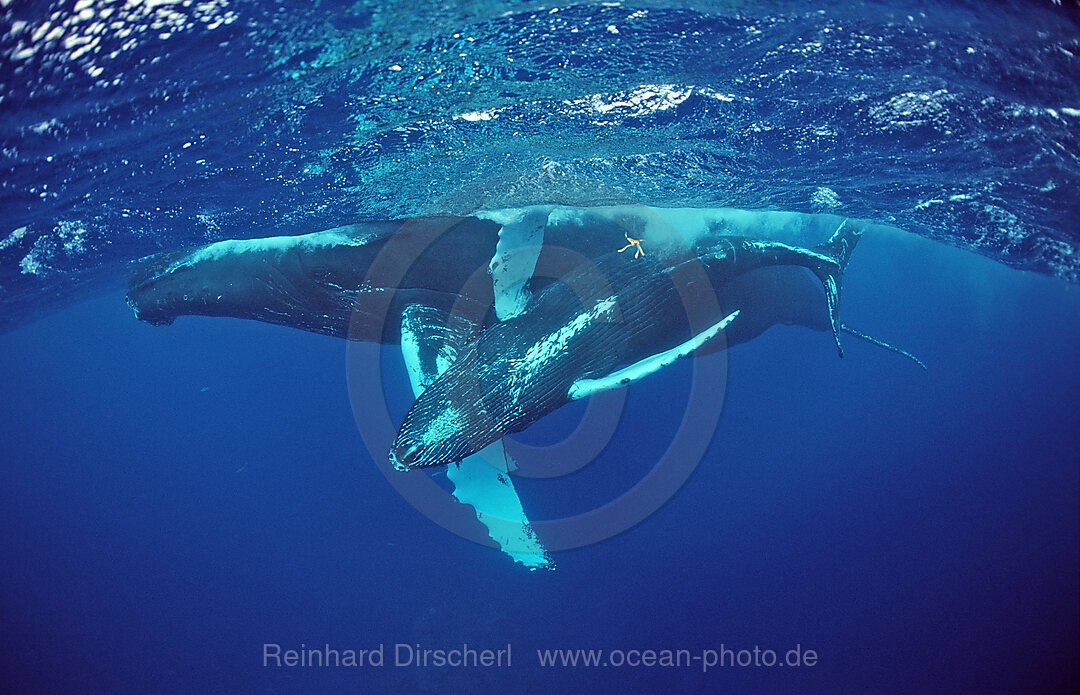 Buckelwal, Mutter und Kalb, Megaptera novaeangliae, Silverbanks, Karibisches Meer, Dominikanische Republik