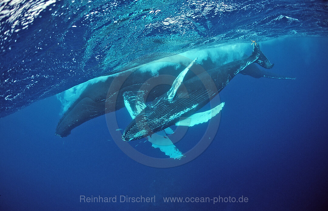 Buckelwal, Mutter und Kalb, Megaptera novaeangliae, Silverbanks, Karibisches Meer, Dominikanische Republik