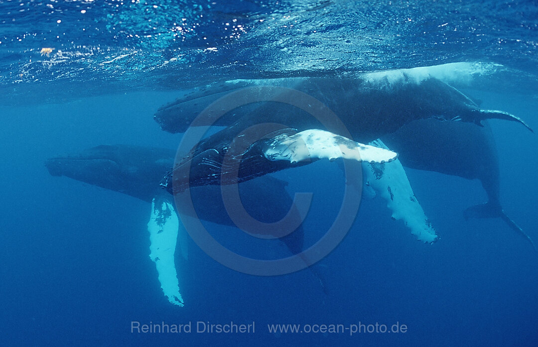 Humpback whale, father, mother and calf