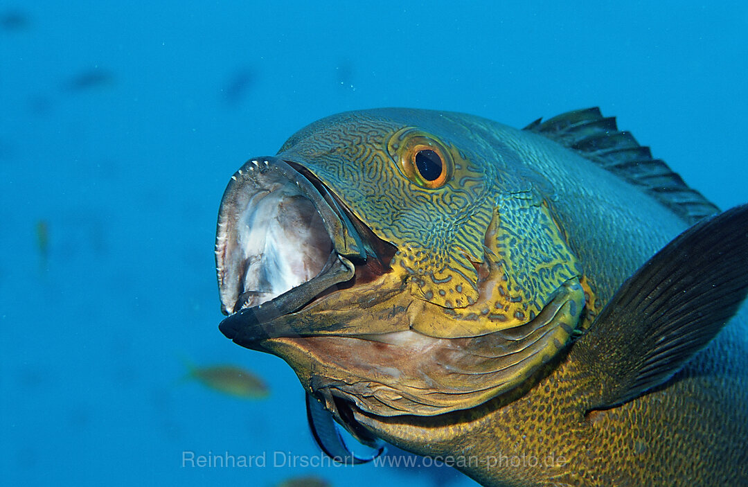 Putzerfisch reinigt Gelbaugen-Schnapper, Labroides dimidiatus, Macolor macularis, Indischer Ozean, Ari Atoll, Malediven