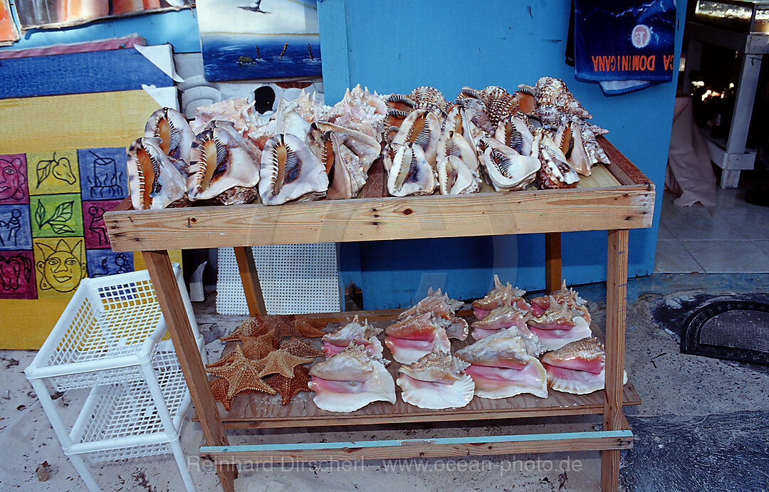 Mussels and snail shells as souvenir