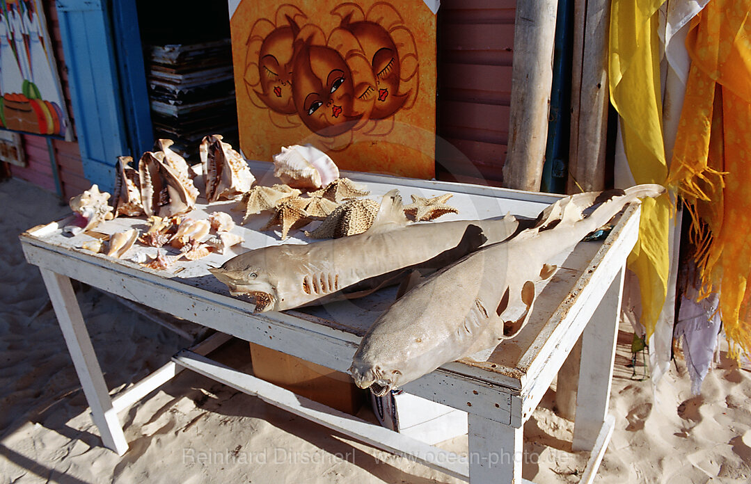 Haie und Muscheln als Souvenir
