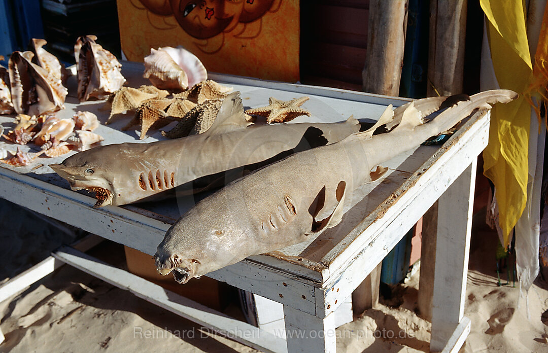 Haie und Muscheln als Souvenir, Punta Cana, Karibik, Dominikanische Republik