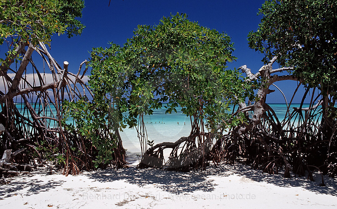 Mangroven und tuerkisfarbenes Meer