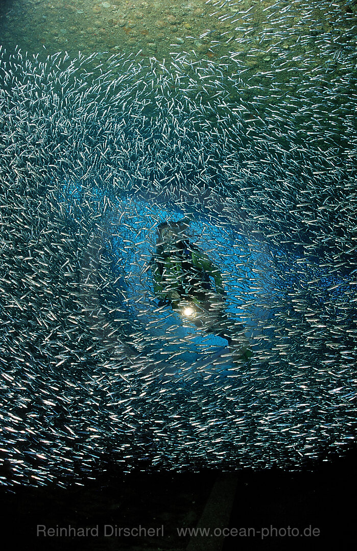 Taucher im Schiffswrack Patricia