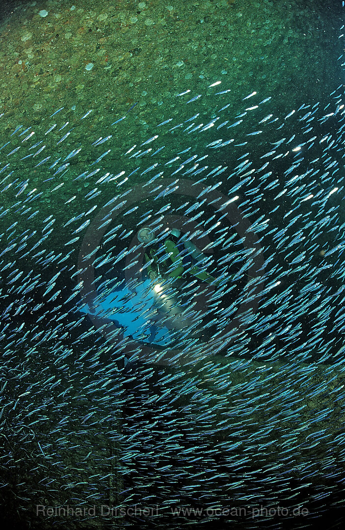 Scuba diver in ship wreck Patricia