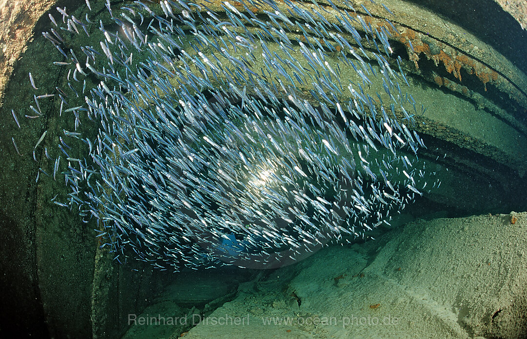 Taucher im Schiffswrack Patricia, Parapriacanthus ransonneti, Punta Cana, Karibisches Meer, Dominikanische Republik