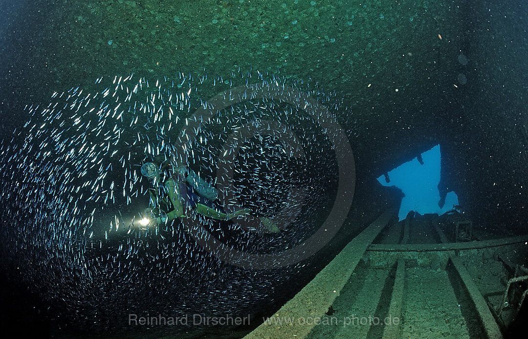 Taucher im Schiffswrack Patricia, Parapriacanthus ransonneti, Punta Cana, Karibisches Meer, Dominikanische Republik