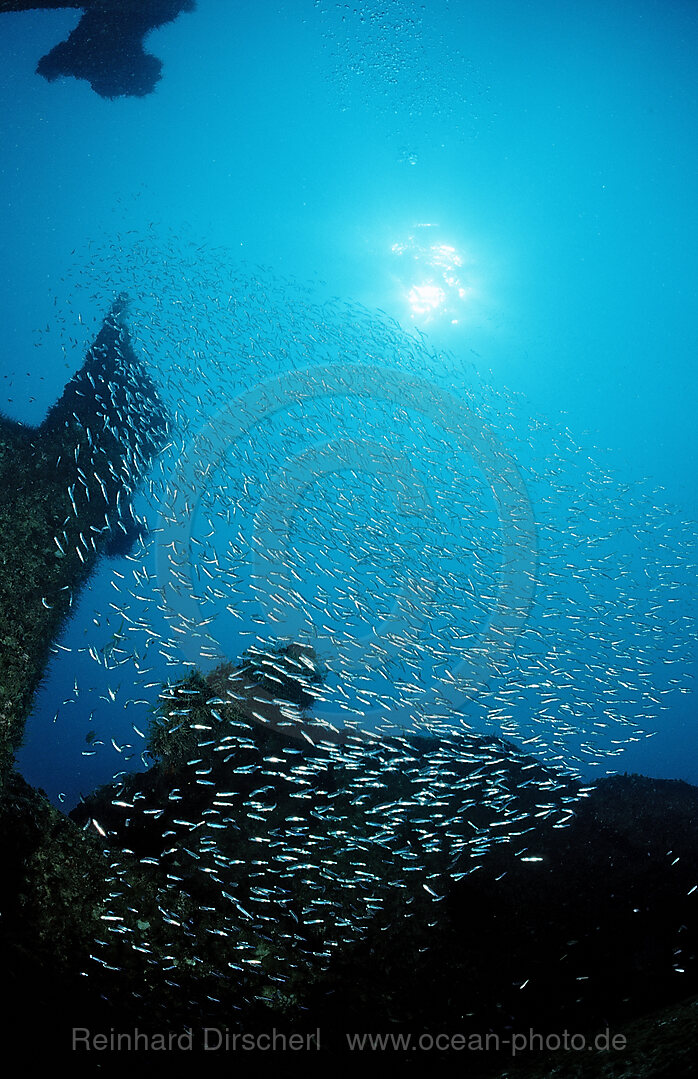 Schiffswrack Patricia und Glasfische, Parapriacanthus ransonneti, Punta Cana, Karibisches Meer, Dominikanische Republik