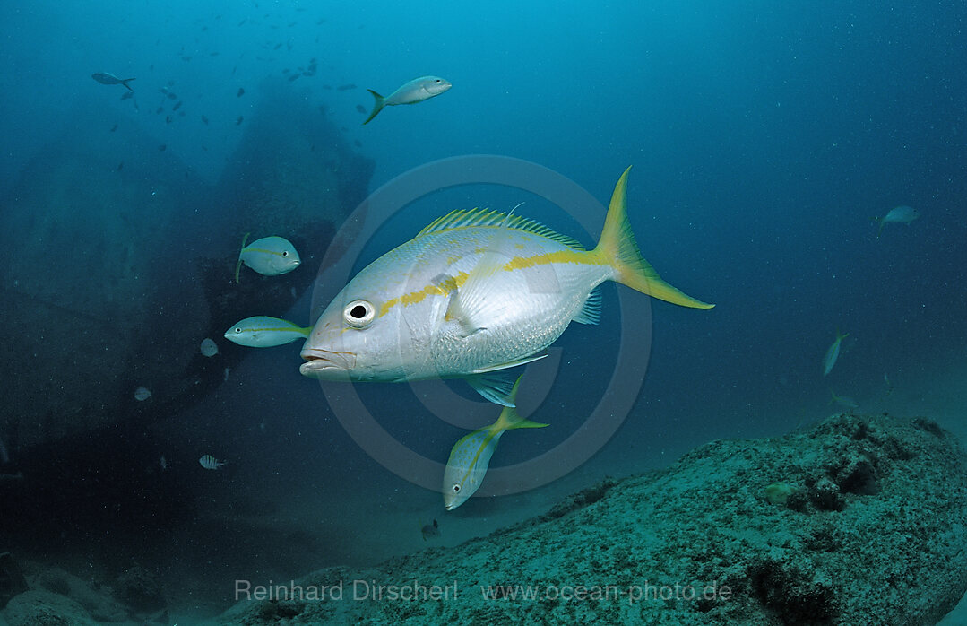 Yellowtail snapper