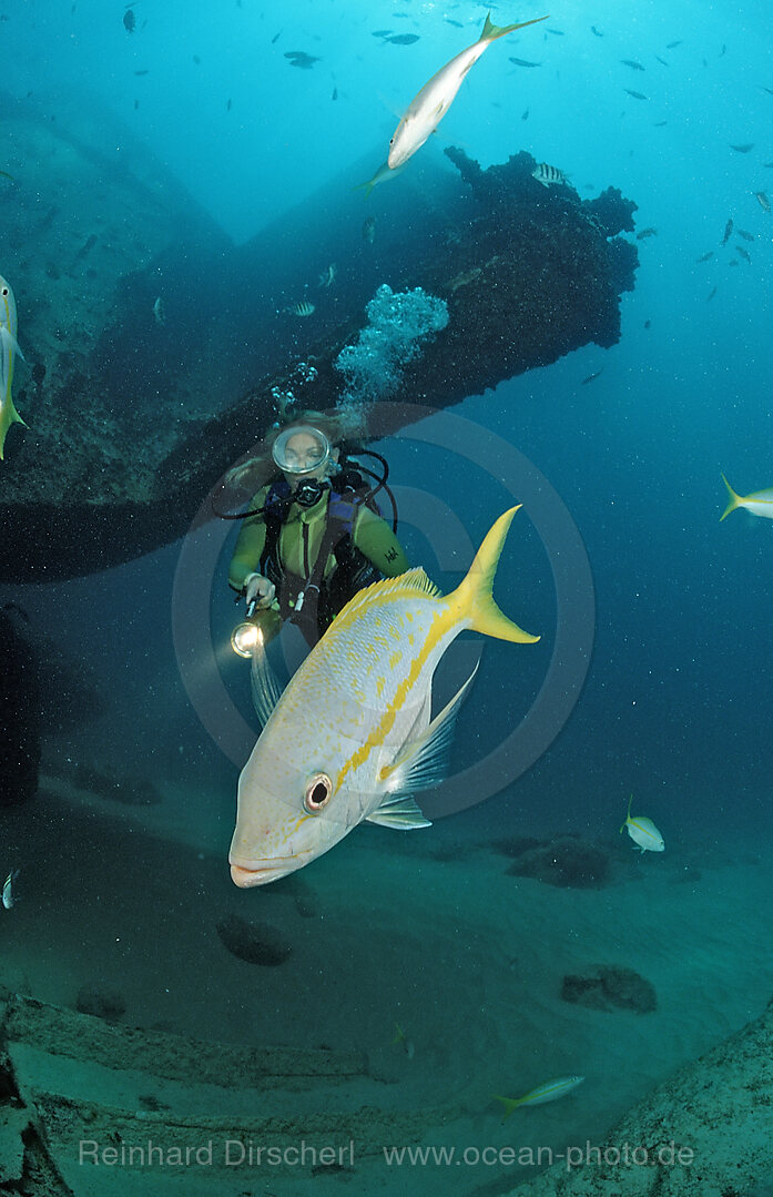 Gelbschwanzschnapper und Taucher, Ocyurus chrysurus, Punta Cana, Karibisches Meer, Dominikanische Republik