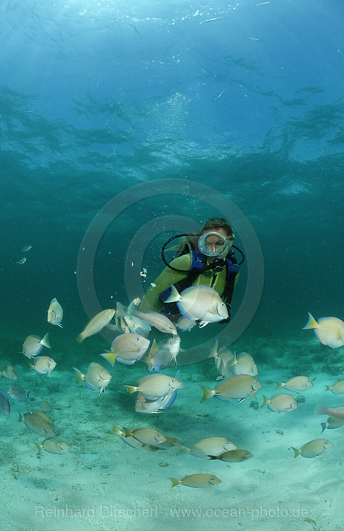 Doktorfische und Taucher, Ancanthurus chirurgus, Punta Cana, Karibisches Meer, Dominikanische Republik