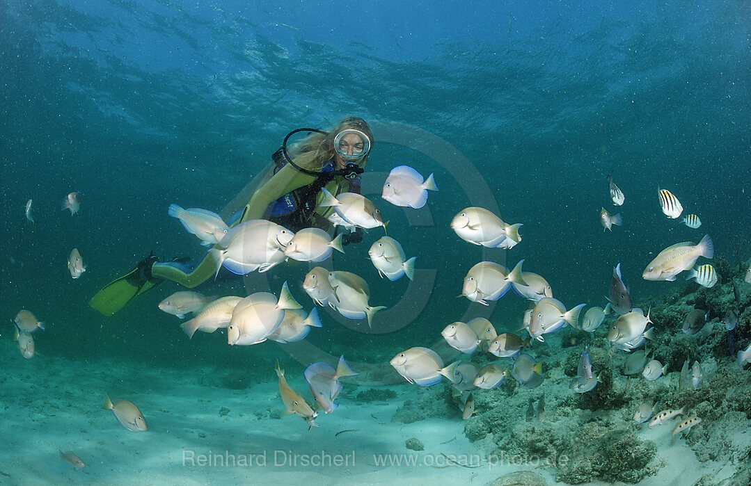 Doktorfische und Taucher, Ancanthurus chirurgus, Punta Cana, Karibisches Meer, Dominikanische Republik