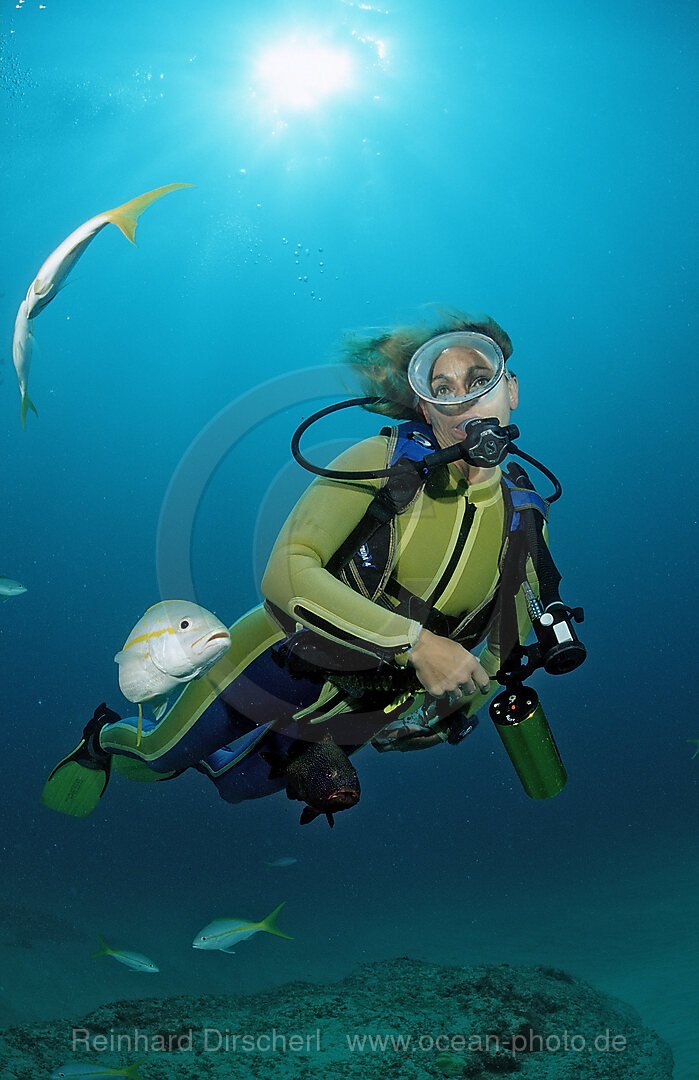 Gelbschwanzschnapper und Taucher, Ocyurus chrysurus, Punta Cana, Karibisches Meer, Dominikanische Republik