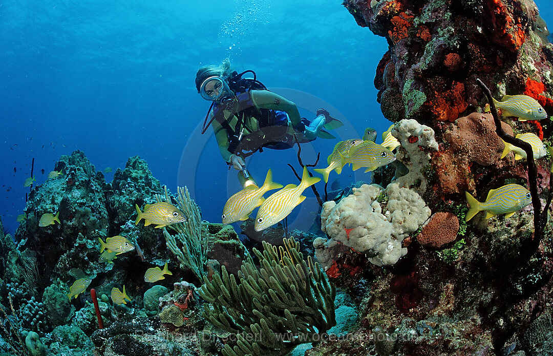 Schwarm Grunzer und Taucher, Haemulon sciurus, Haemulon flavonlinatum, Catalina, Karibisches Meer, Dominikanische Republik