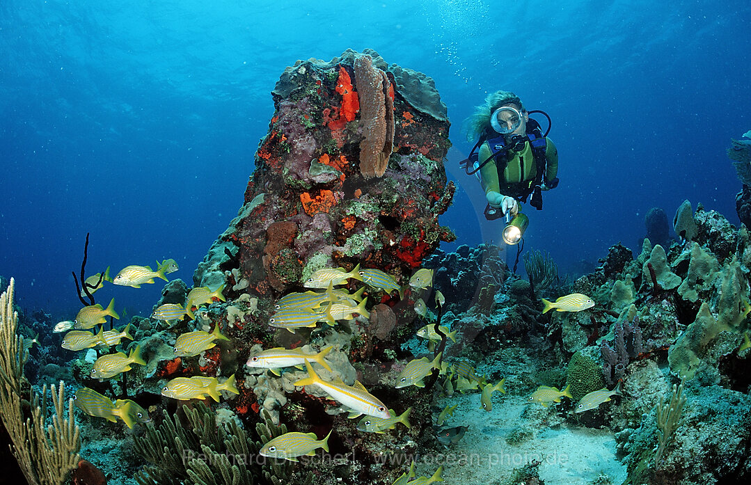 Schwarm Grunzer und Taucher, Haemulon sciurus, Haemulon flavonlinatum, Catalina, Karibisches Meer, Dominikanische Republik