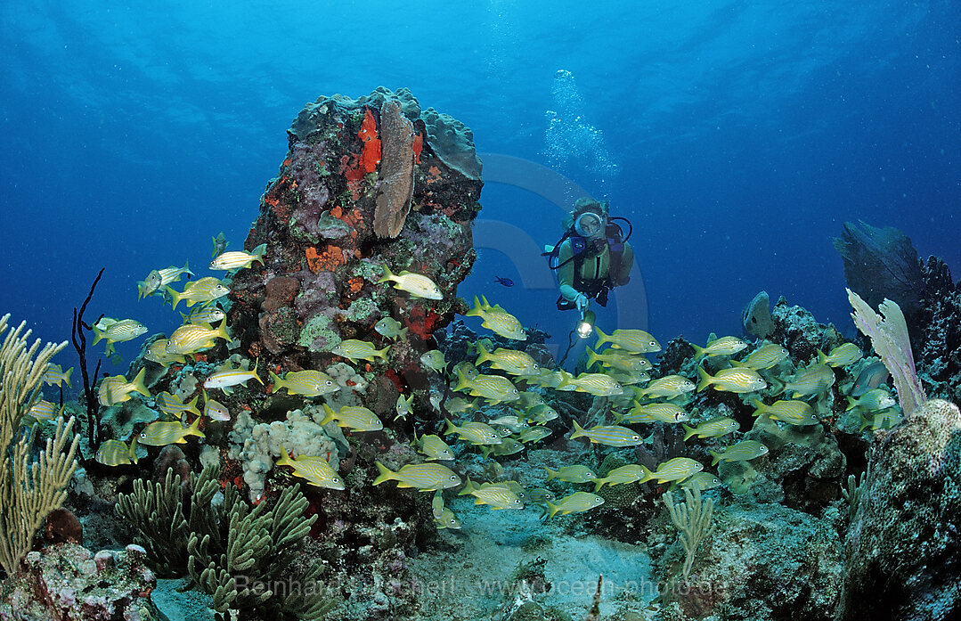 Schwarm Grunzer und Taucher, Haemulon sciurus, Haemulon flavonlinatum, Catalina, Karibisches Meer, Dominikanische Republik