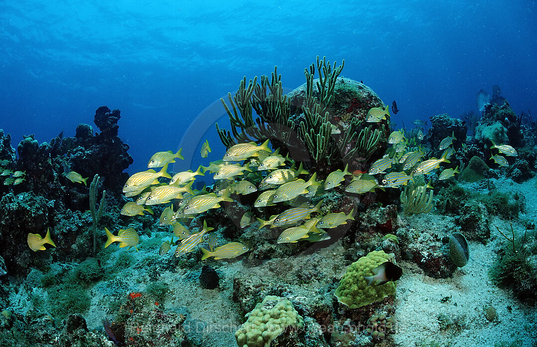 Schwarm Grunzer, Haemulon sciurus, Haemulon flavonlinatum, Catalina, Karibisches Meer, Dominikanische Republik