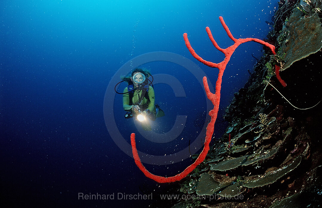 Roter karibischer Schwamm und Taucher