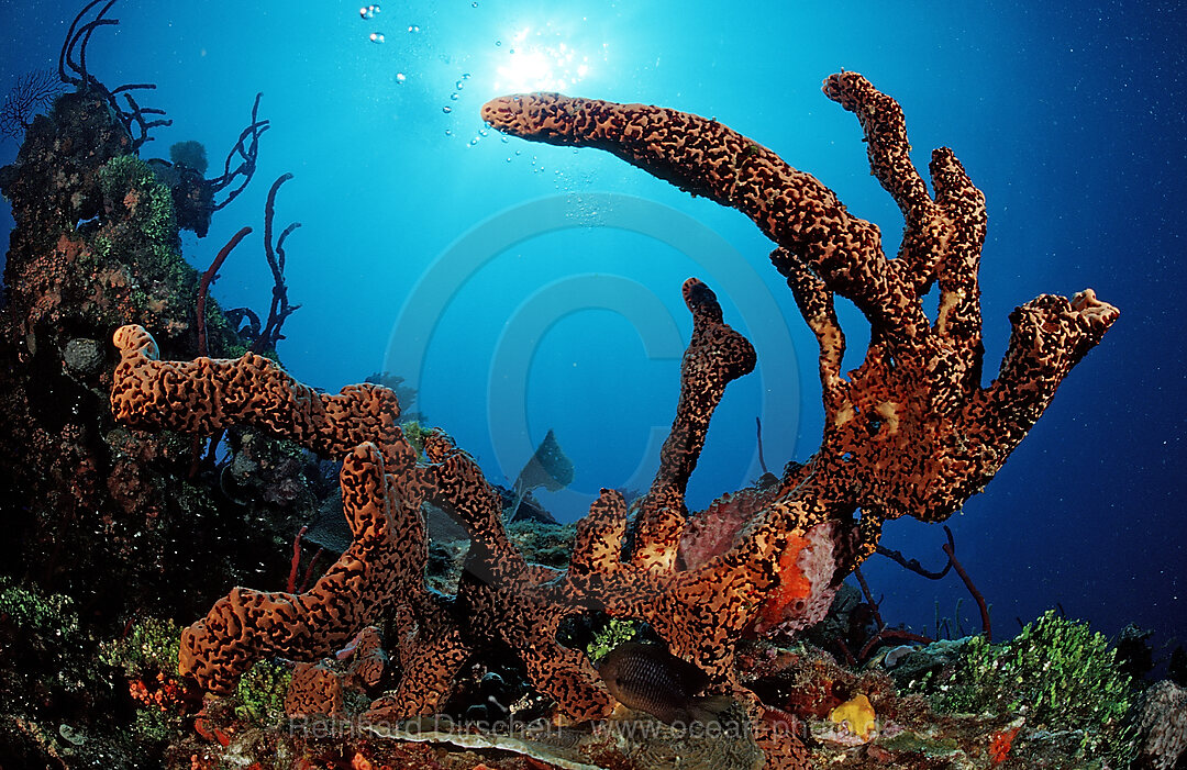 Karibischer Roehrenschwamm, Aplysinia lacunosa, Catalina, Karibisches Meer, Dominikanische Republik