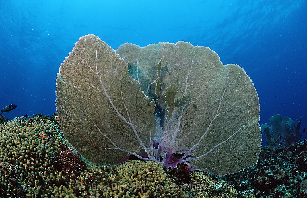 Caribbean coral reef