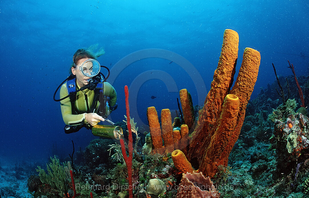 Taucher und Roehrenschwamm, Pseudoceratina crassa, Catalina, Karibisches Meer, Dominikanische Republik