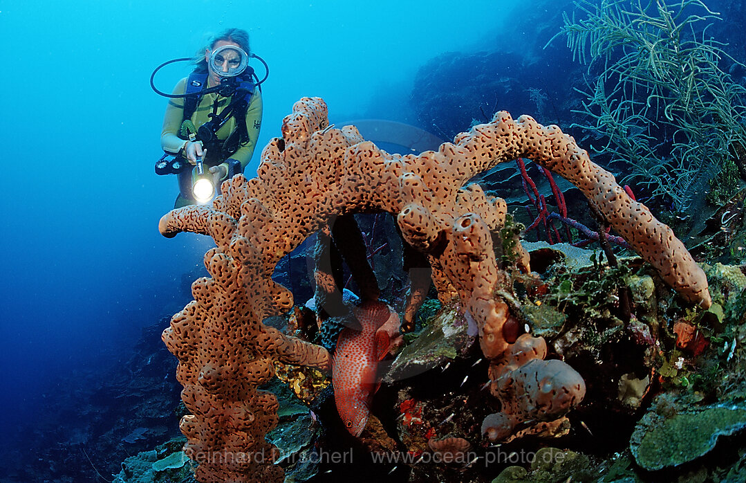 Taucher und Roehrenschwamm, Aplysinia lacunosa, Catalina, Karibisches Meer, Dominikanische Republik