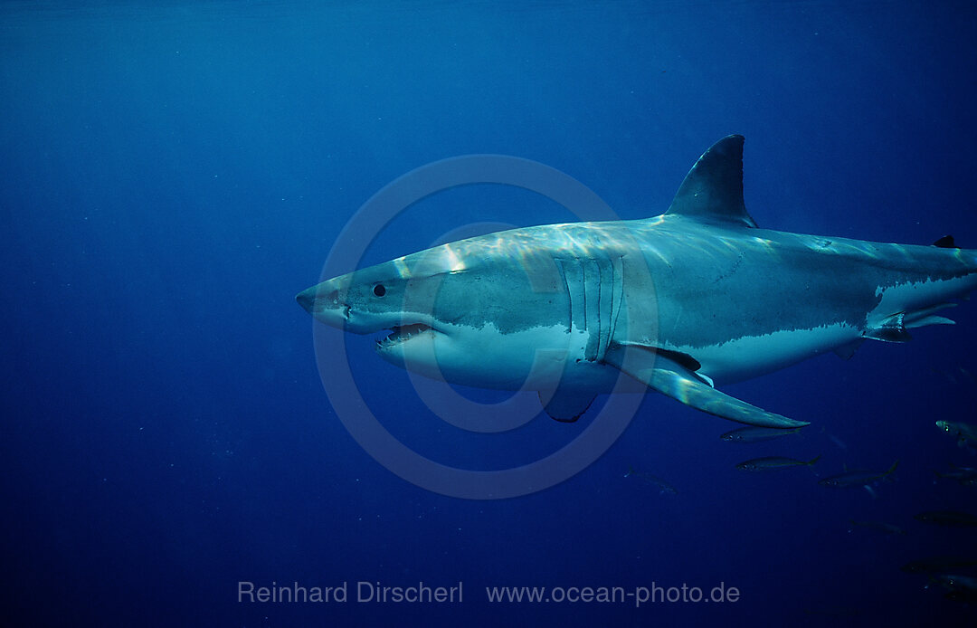 Weisser Hai, Carcharodon carcharias, Dangerous Reef, Neptune Island, Australien