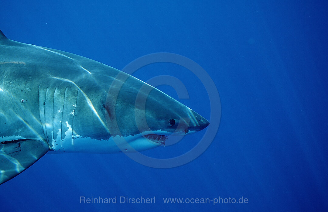 Weisser Hai, Carcharodon carcharias, Dangerous Reef, Neptune Island, Australien