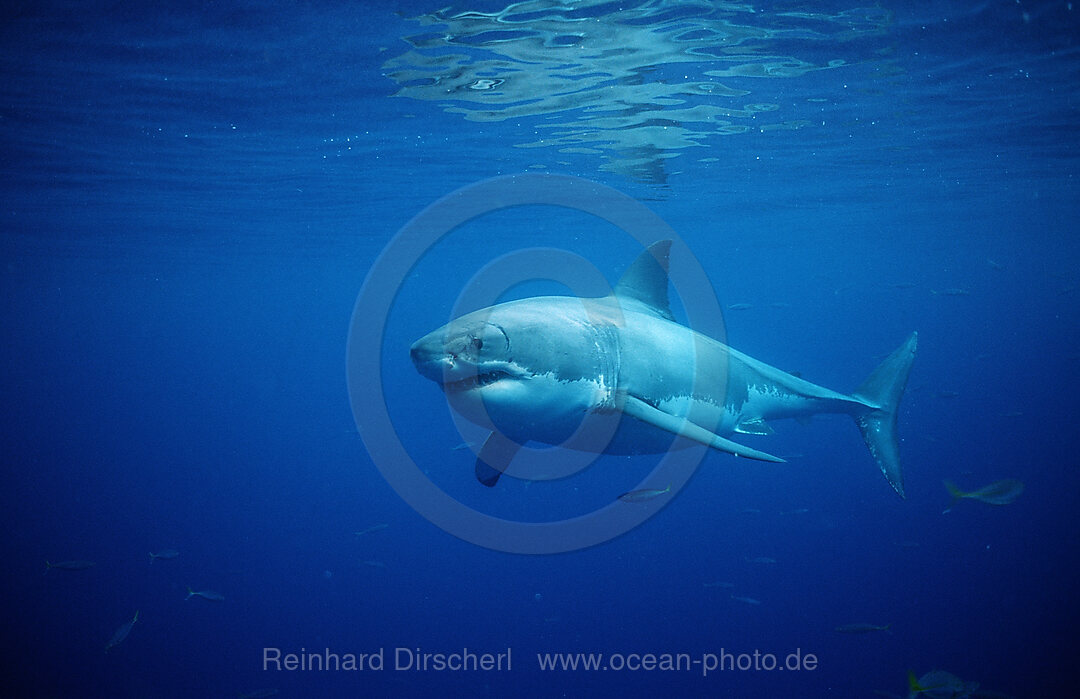 Weisser Hai, Carcharodon carcharias, Dangerous Reef, Neptune Island, Australien