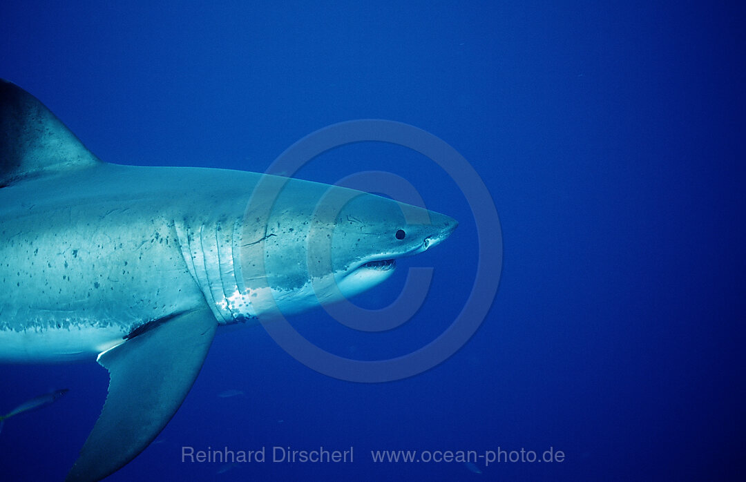 Great White Shark