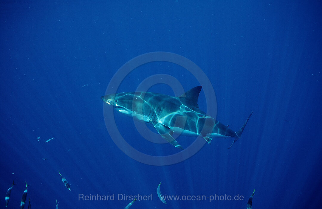 Weisser Hai, Carcharodon carcharias, Dangerous Reef, Neptune Island, Australien