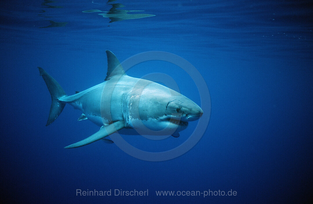 Weisser Hai, Carcharodon carcharias, Dangerous Reef, Neptune Island, Australien