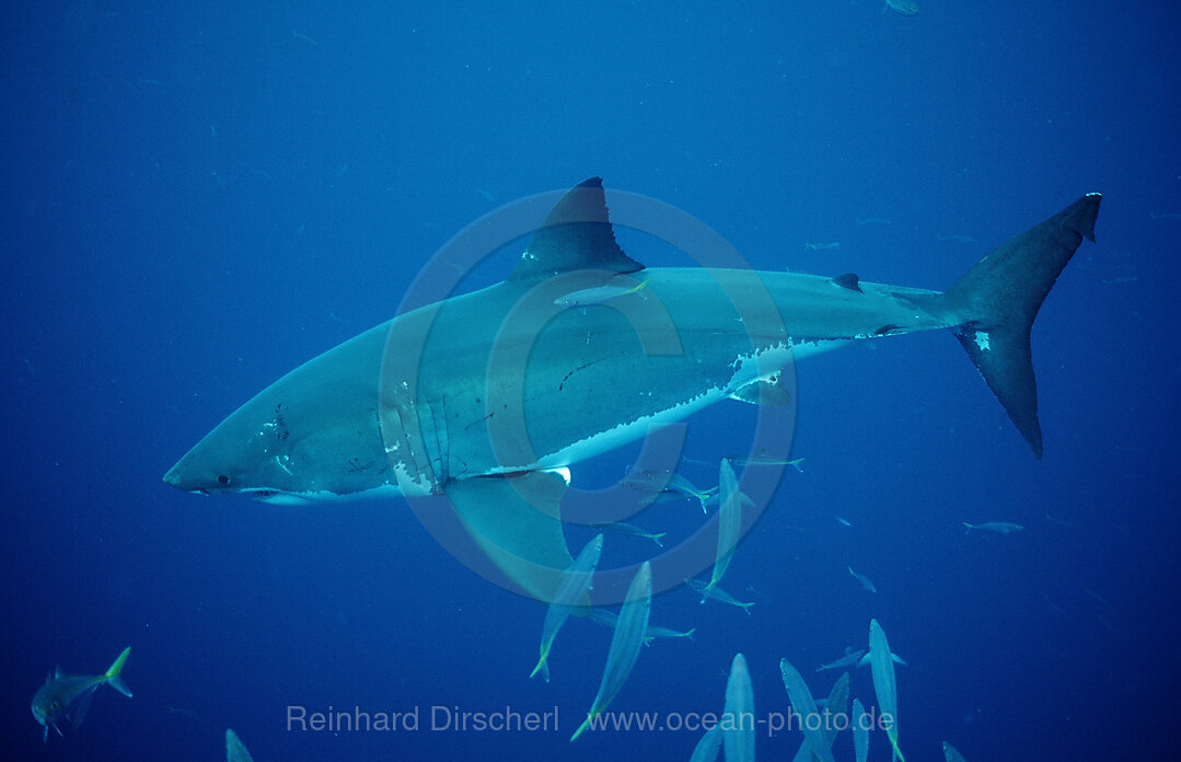 Great White Shark