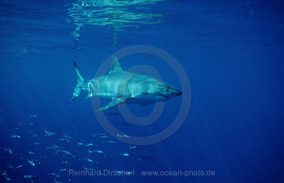 Great White Shark