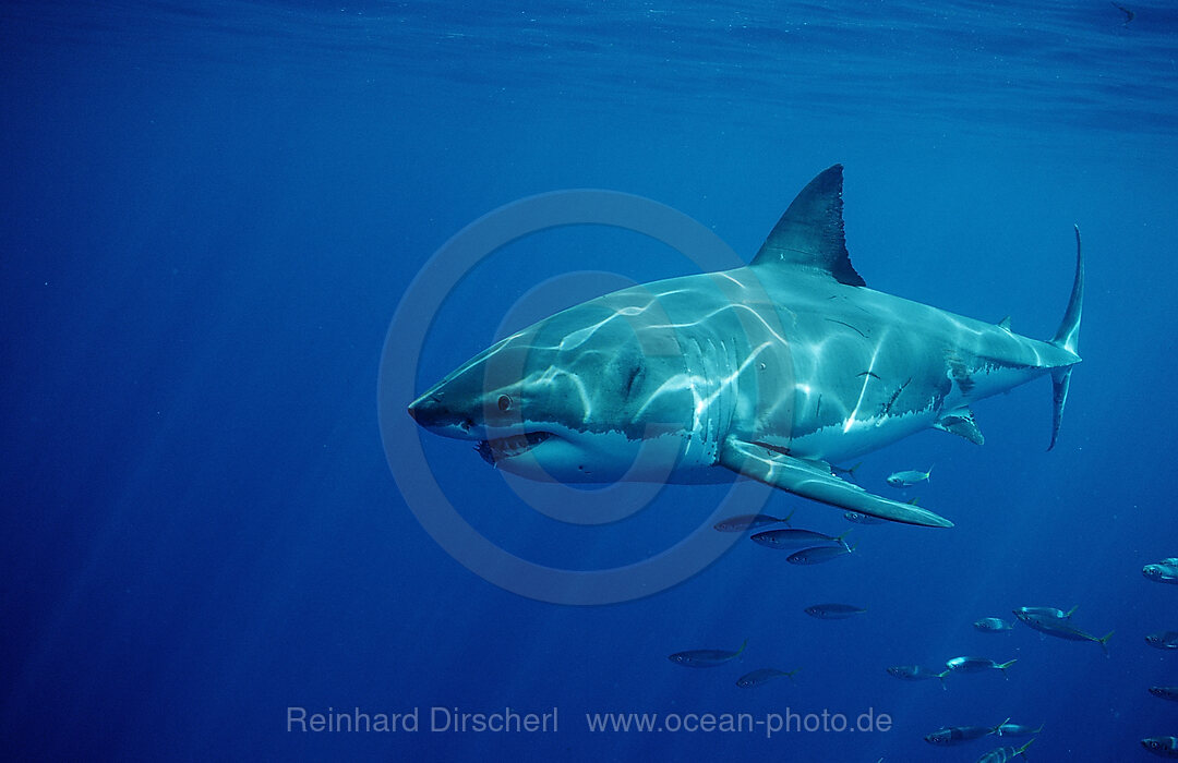 Great White Shark