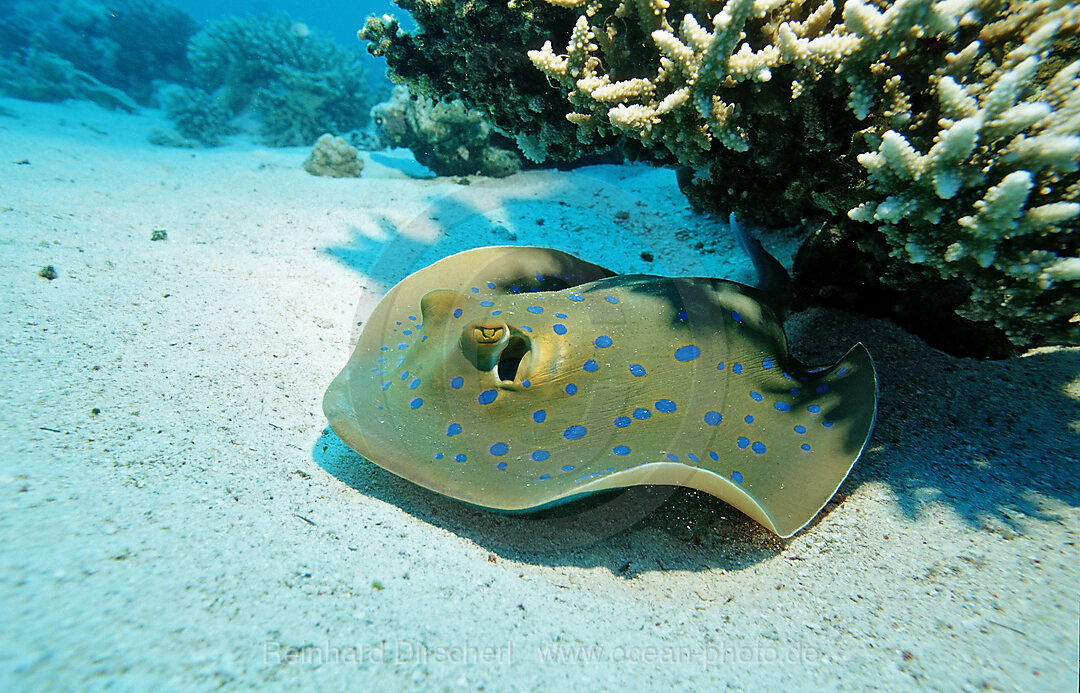 Blaupunktrochen, Blaupunkt-Stechrochen, Taeniura lymma, Afrika, Sinai, Sharm el Sheik, Rotes Meer, gypten, Aegypten