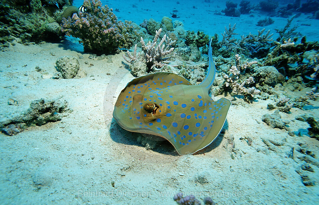 Bluespotted ribbontail ray