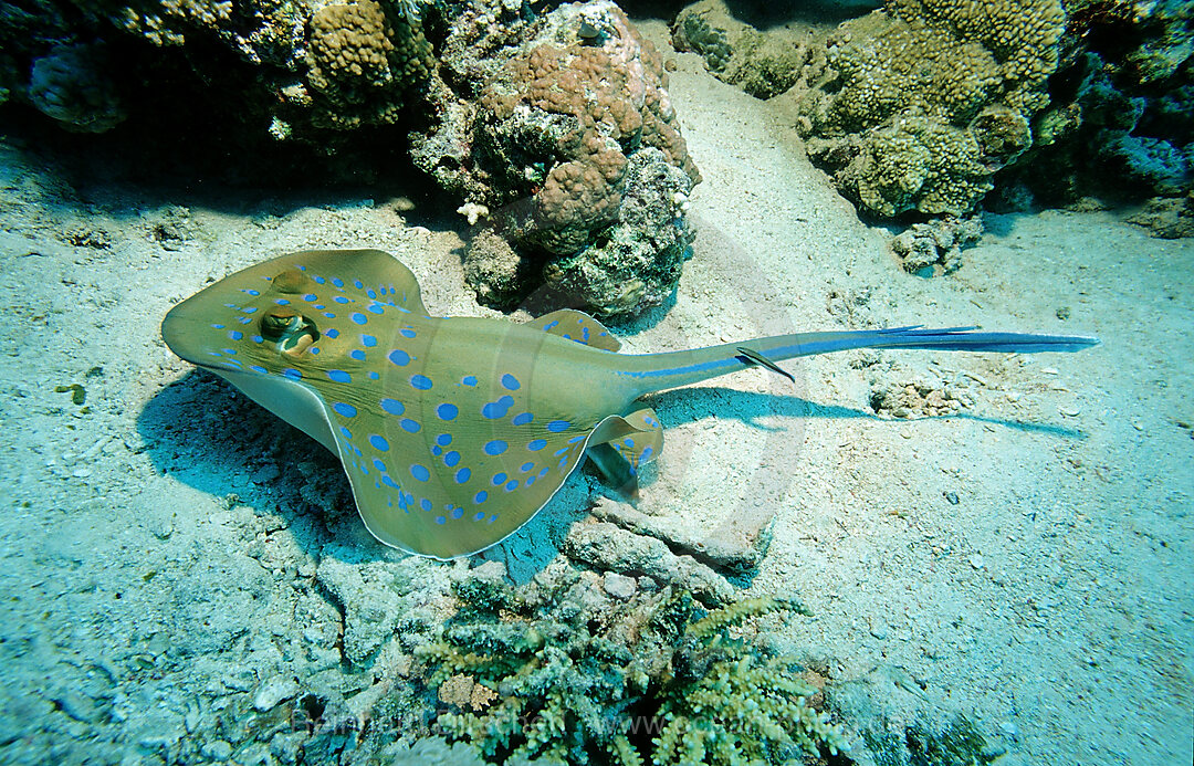Bluespotted ribbontail ray