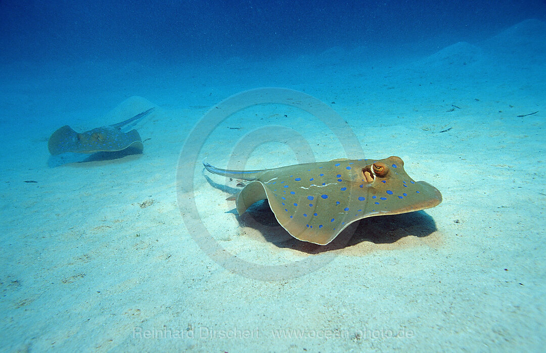 Blaupunktrochen, Blaupunkt-Stechrochen, Taeniura lymma, Afrika, Sinai, Marsa Alam, Rotes Meer, gypten, Aegypten