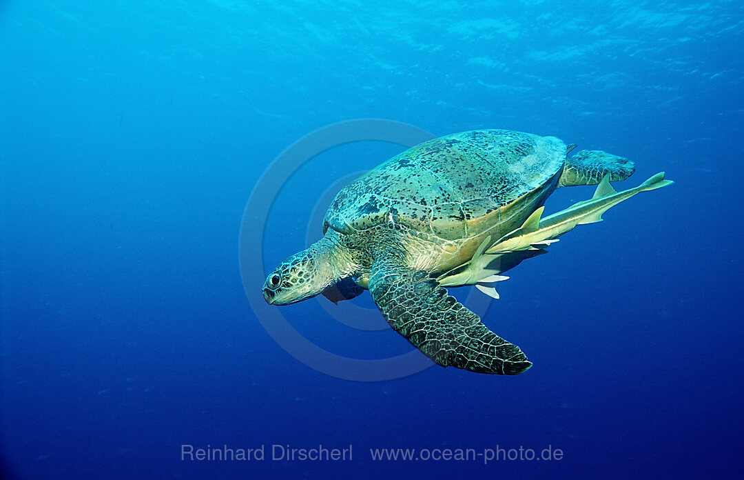 Suppenschildkroete, Gruene Meeresschildkroete