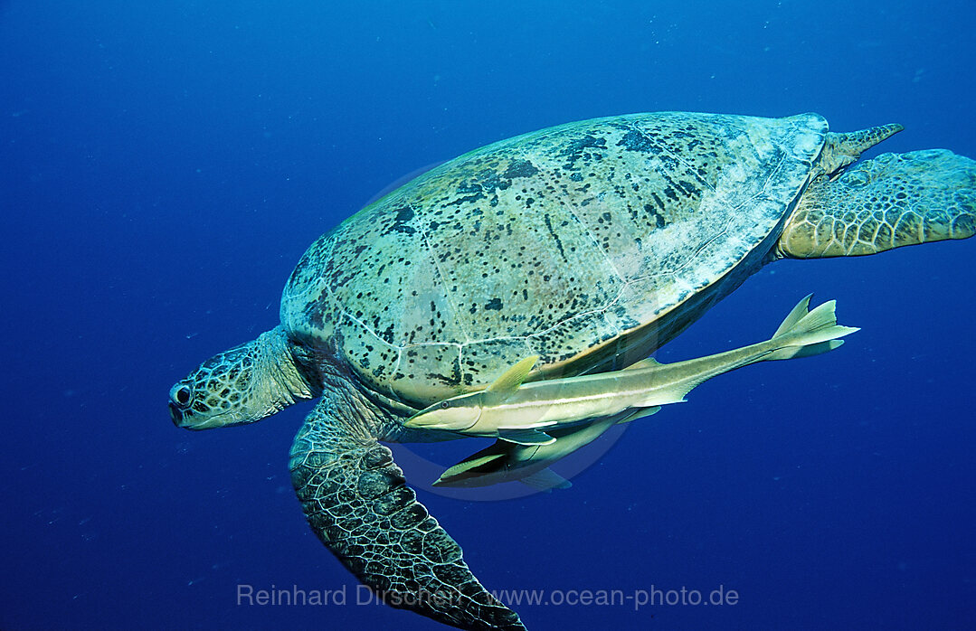 Suppenschildkroete, Gruene Meeresschildkroete, Chelonia mydas, Afrika, Sinai, Marsa Alam, Rotes Meer, gypten, Aegypten