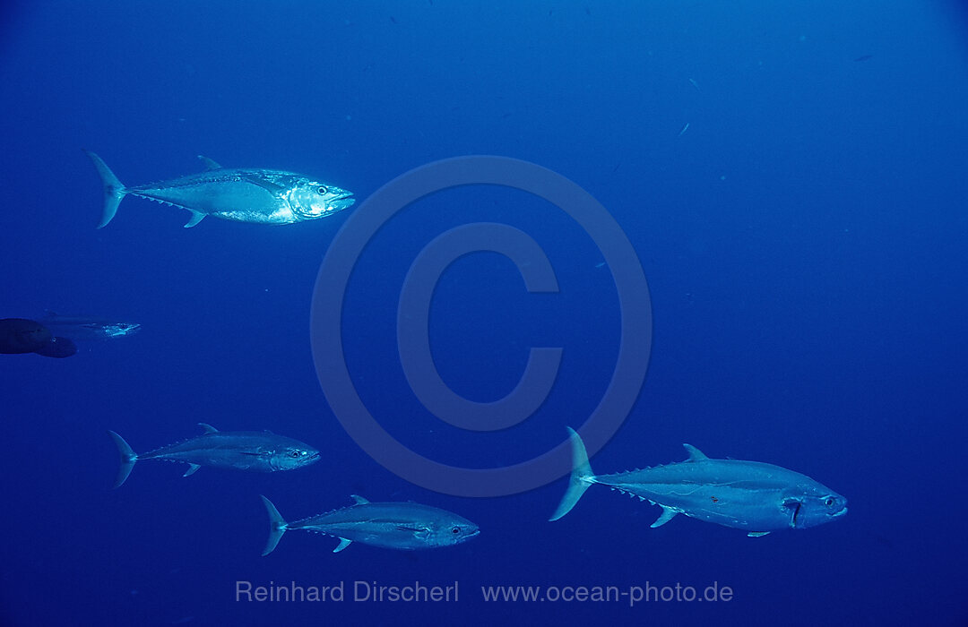 Einfarben-Thunfisch, Gymnosarda unicolor, Afrika, Sinai, Sharm el Sheik, Rotes Meer, gypten, Aegypten